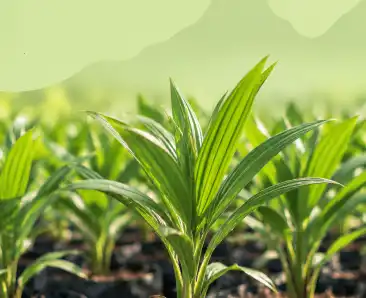 Oil palm plants on the Spring Valley Ranch plantation