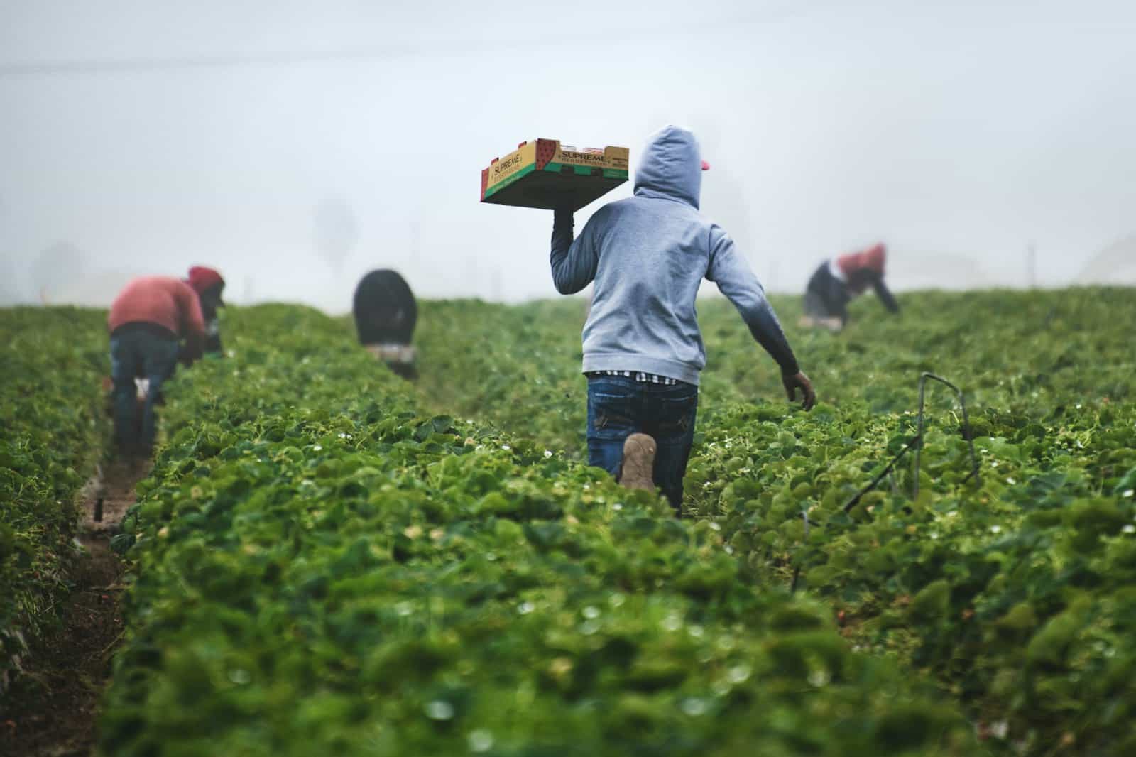 Workers harvesting and carrying produce across a field