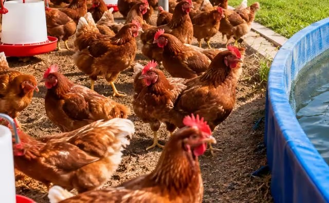 Brown laying hens ranging in a deep-litter poultry house