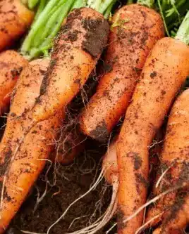 Carrot beds on the Spring Valley Ranch trial plots