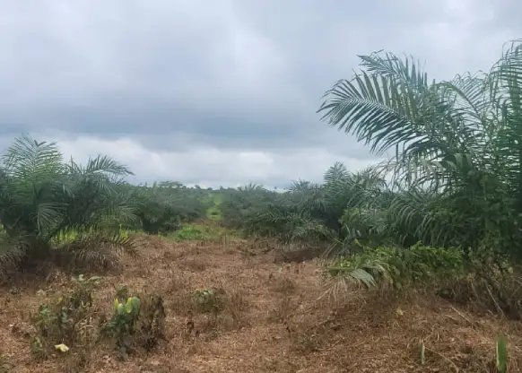 Young oil palms in rows on the Spring Valley Ranch plantation